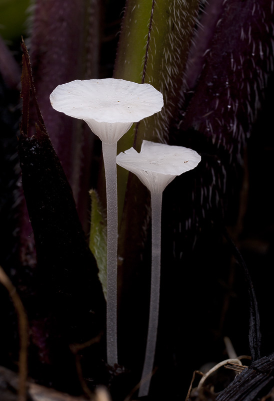 Hemimycena candida